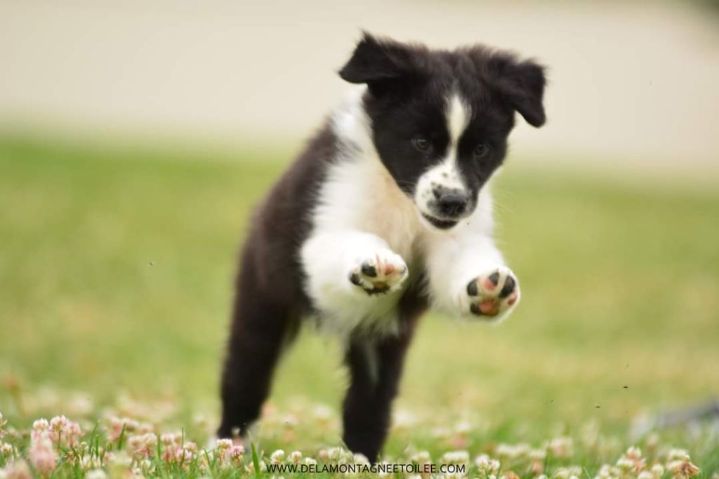 De La Montagne Etoilée - Chiot disponible  - Berger Australien