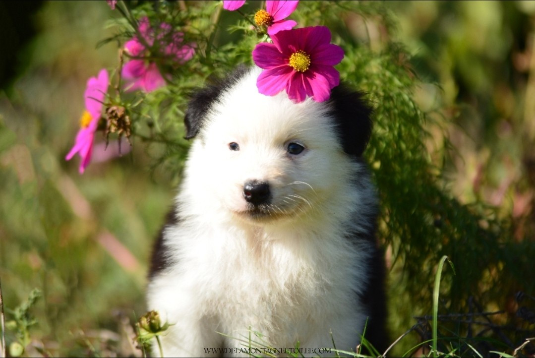 De La Montagne Etoilée - Chiots disponibles - Berger Australien