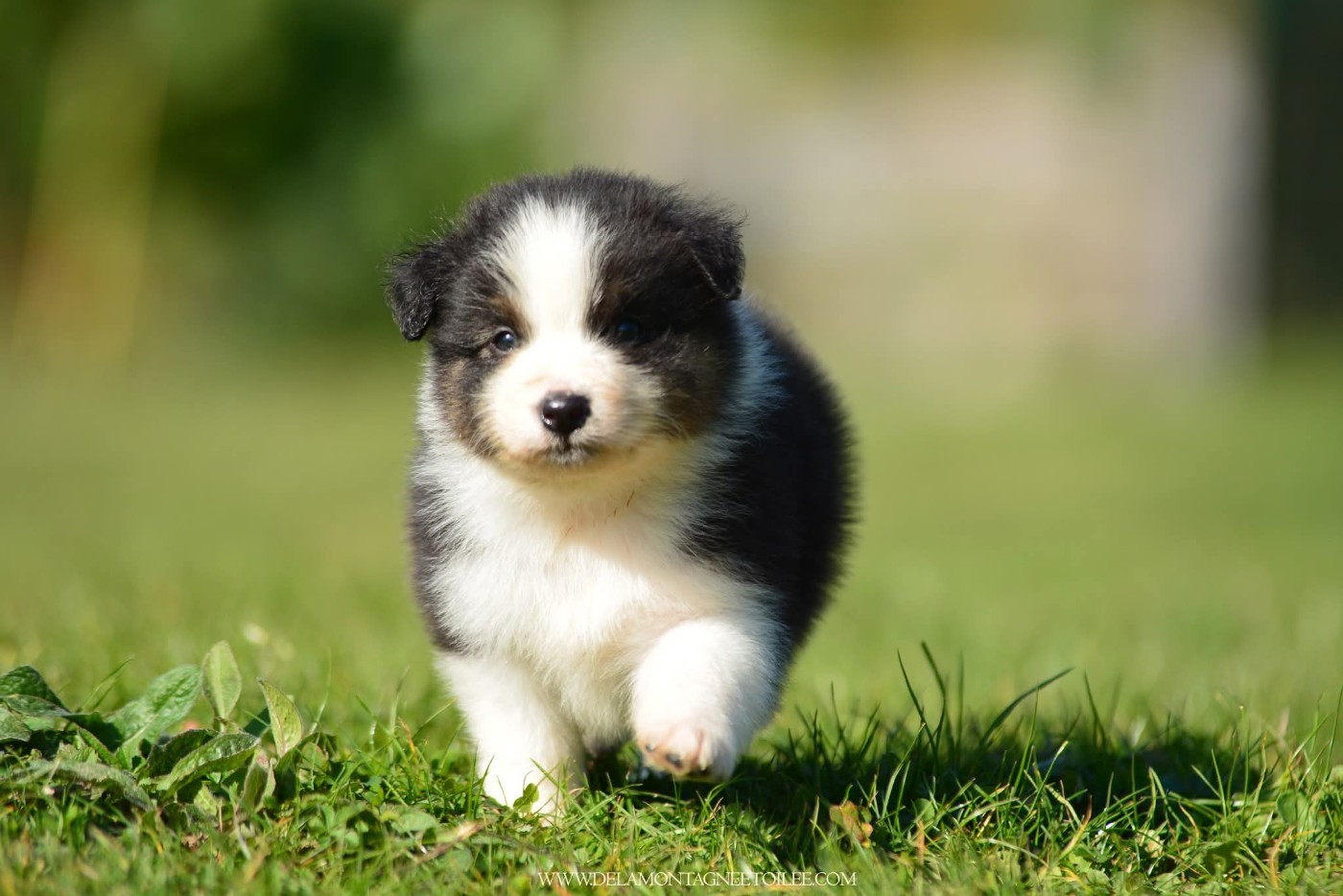 De La Montagne Etoilée - Chiots disponibles - Berger Australien
