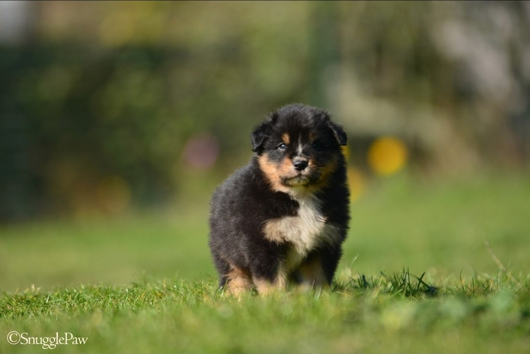 De La Montagne Etoilée - Chiots disponibles - Berger Australien