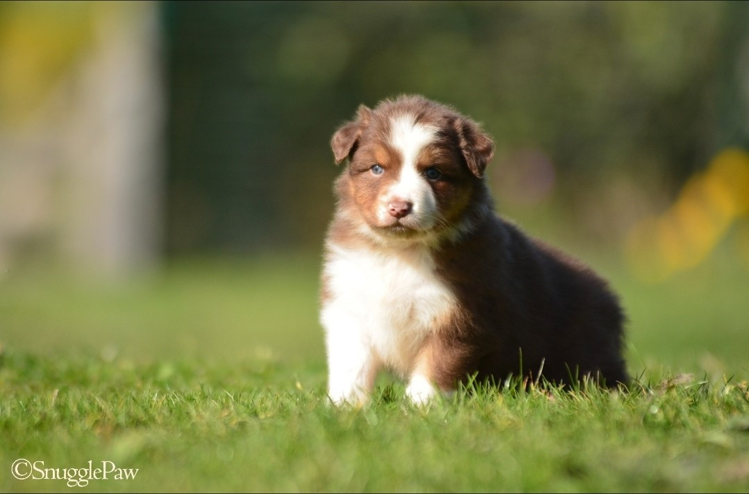 De La Montagne Etoilée - Chiots disponibles - Berger Australien