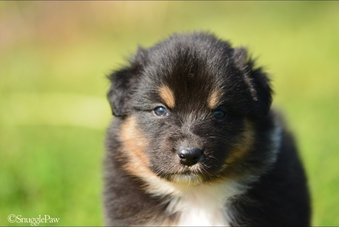 De La Montagne Etoilée - Chiots disponibles - Berger Australien