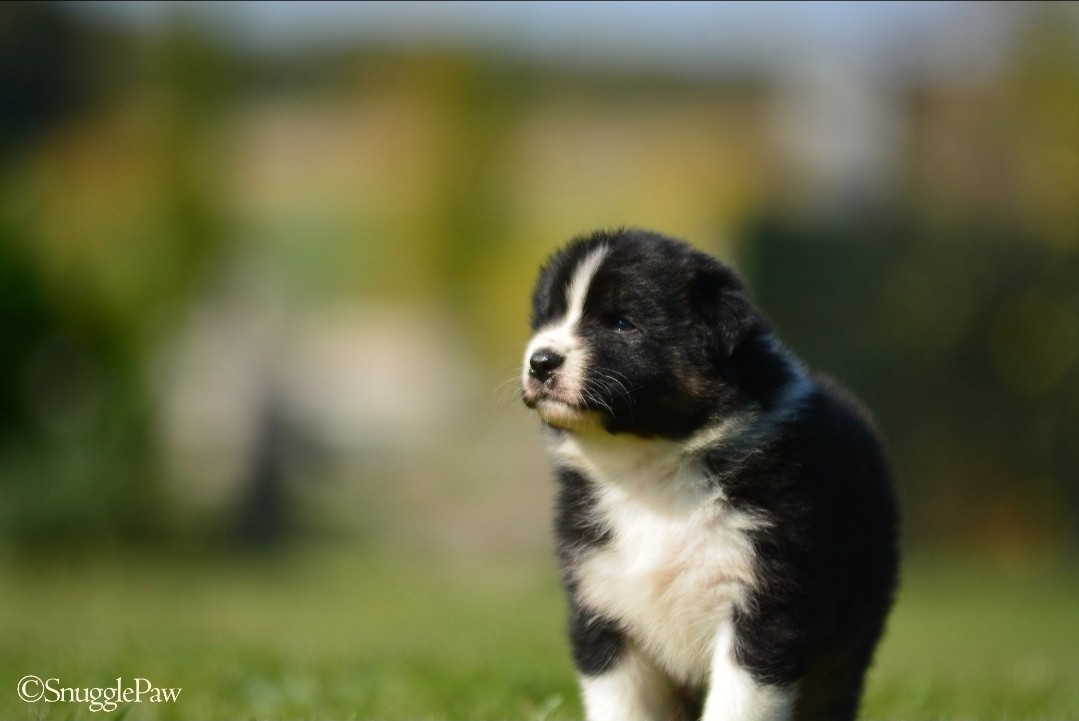 De La Montagne Etoilée - Chiots disponibles - Berger Australien