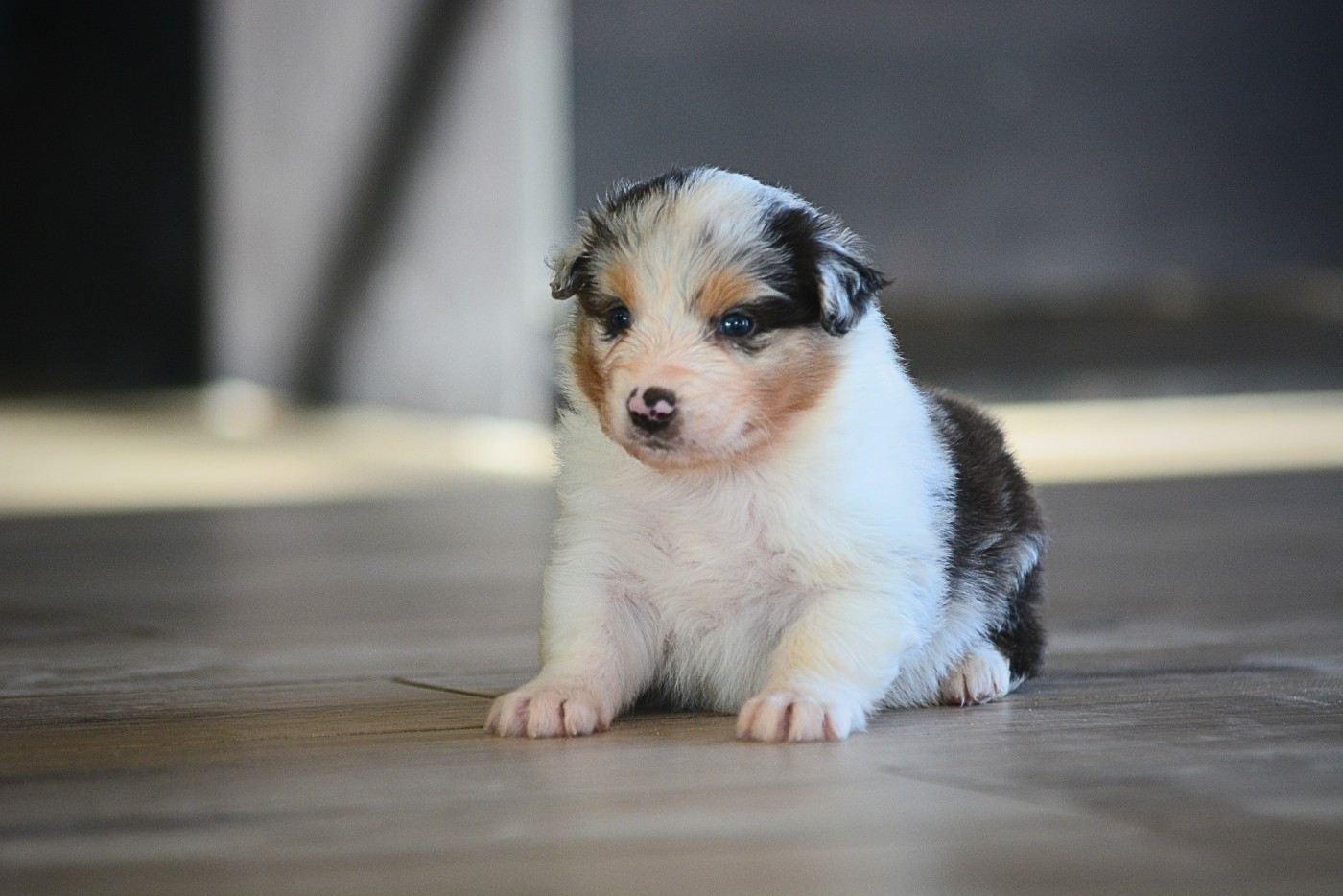 De La Montagne Etoilée - Chiots disponibles - Berger Australien