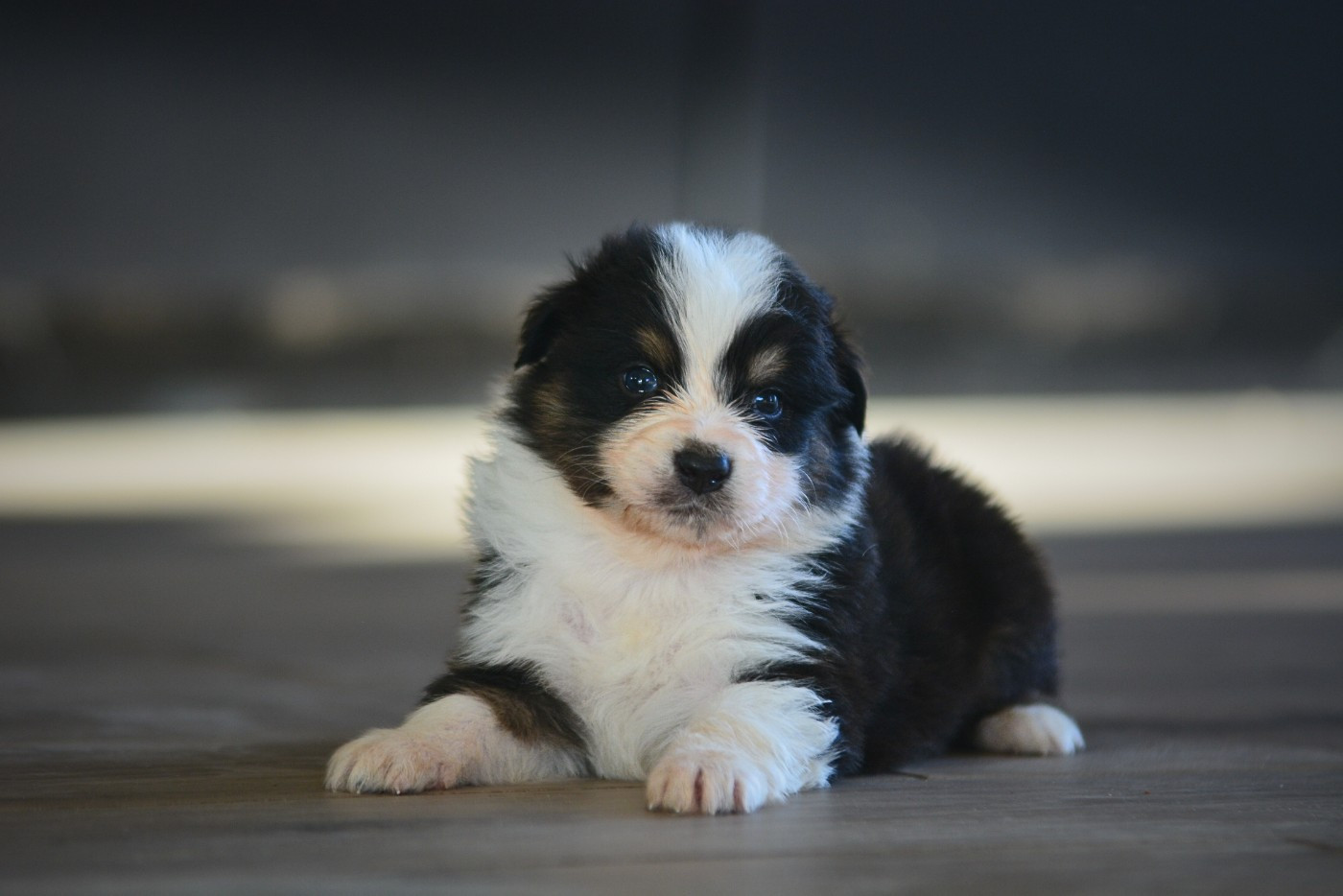 De La Montagne Etoilée - Chiots disponibles - Berger Australien