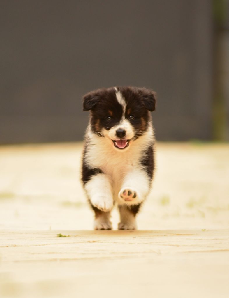 De La Montagne Etoilée - Chiots disponibles - Berger Australien
