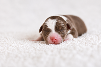 CHIOT 1