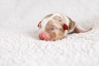 CHIOT 2