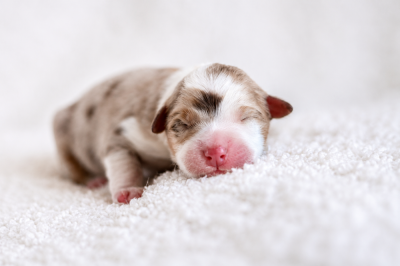 CHIOT 3