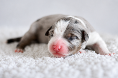 CHIOT 4