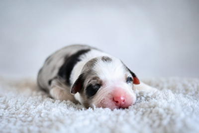 CHIOT 5